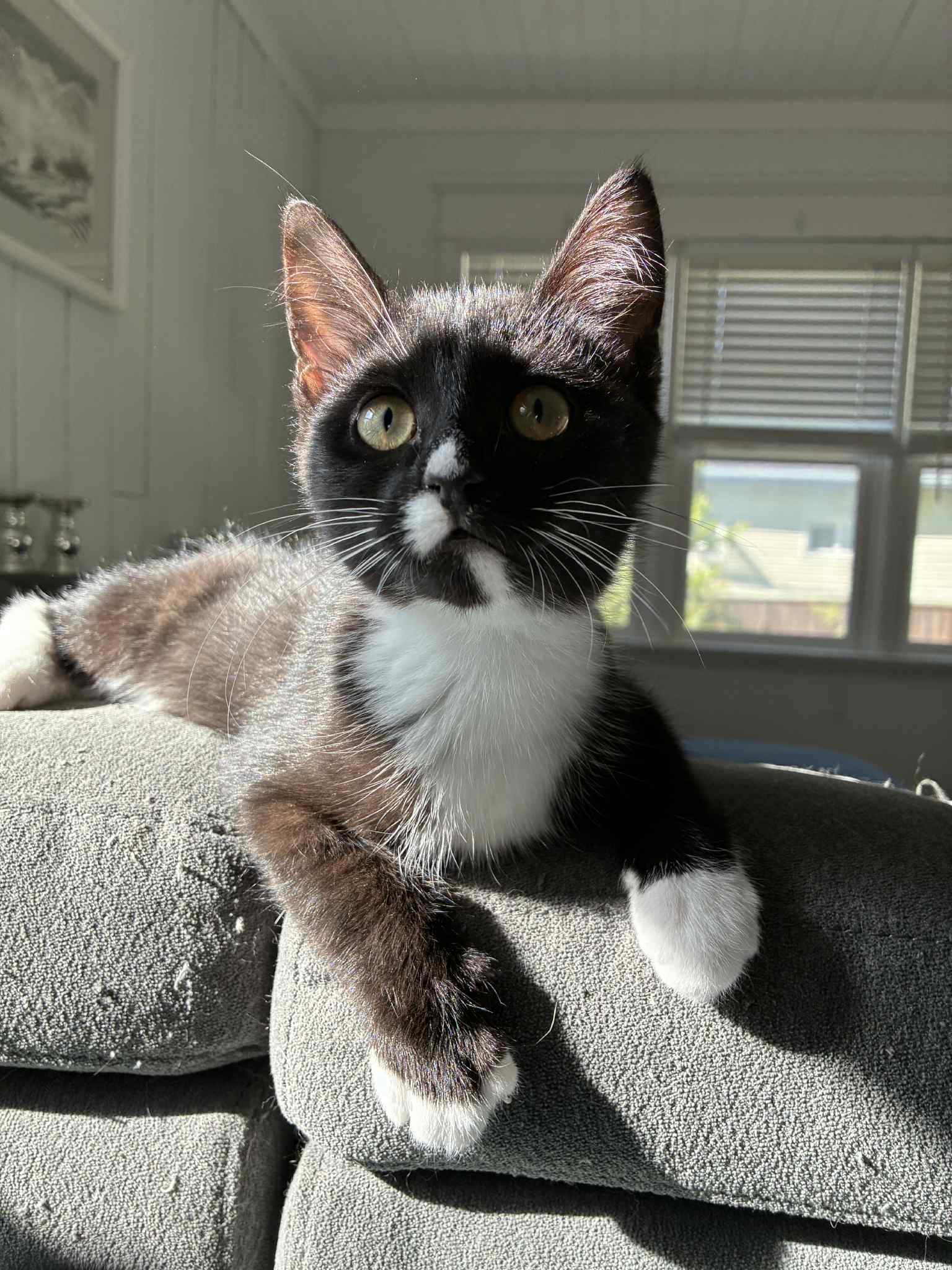 Nabi, an adoptable Domestic Short Hair in Steinbach, MB, R5G 2B2 | Photo Image 1
