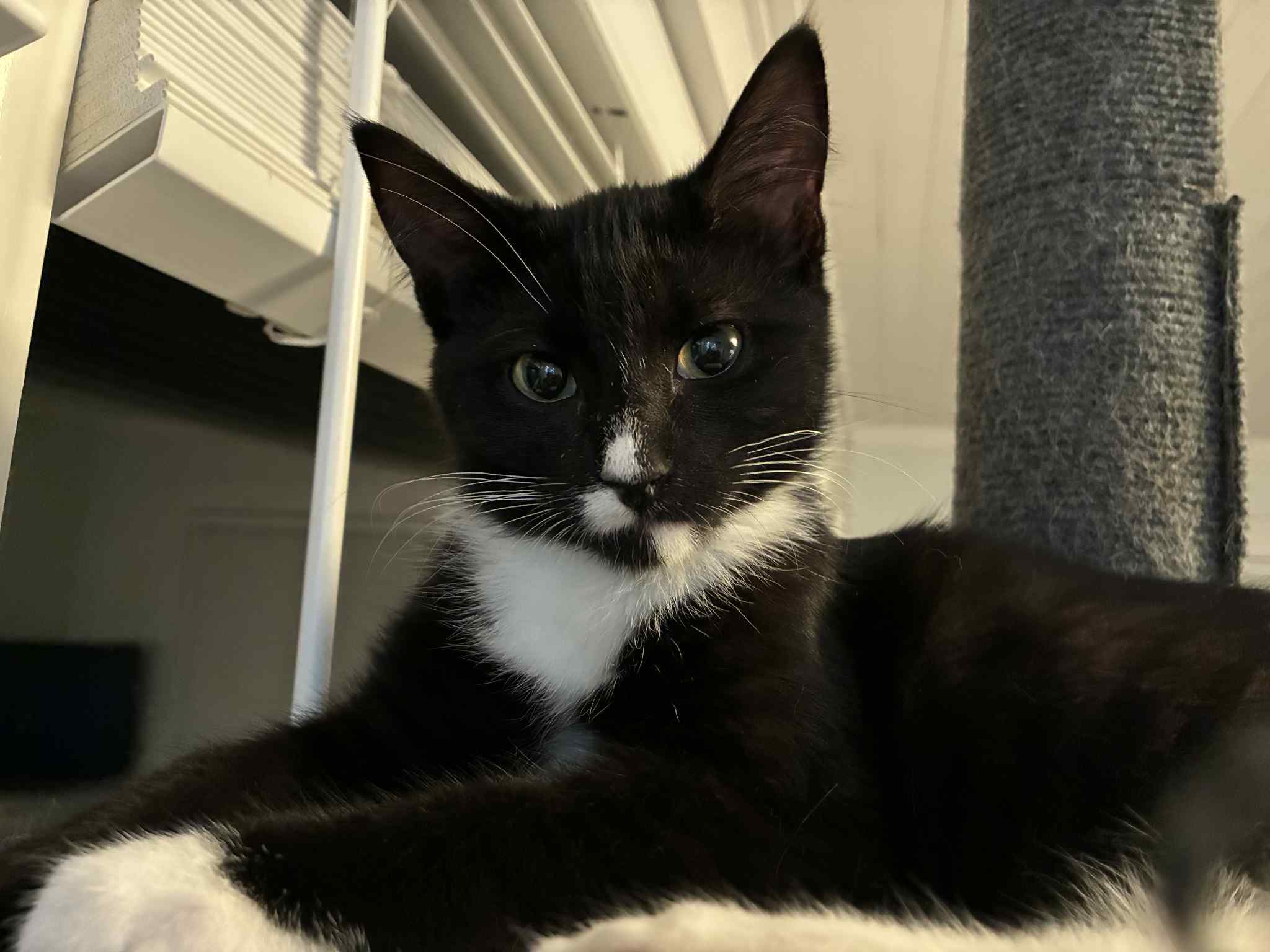 Nabi, an adoptable Domestic Short Hair in Steinbach, MB, R5G 2B2 | Photo Image 2