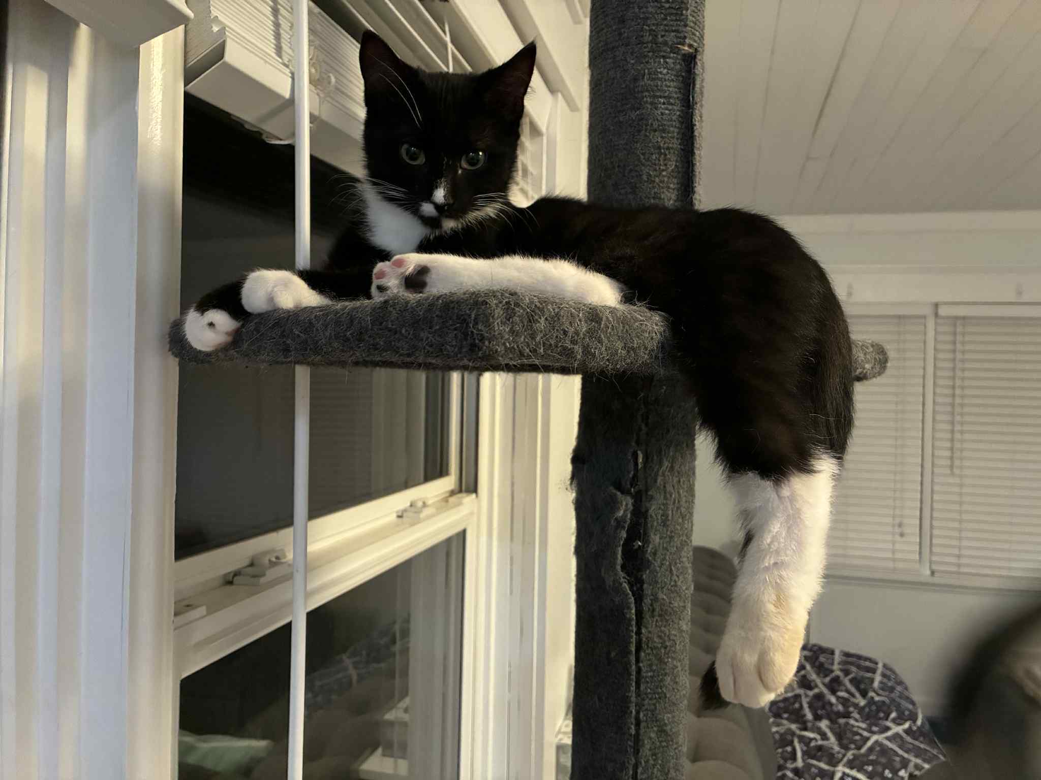 Nabi, an adoptable Domestic Short Hair in Steinbach, MB, R5G 2B2 | Photo Image 3