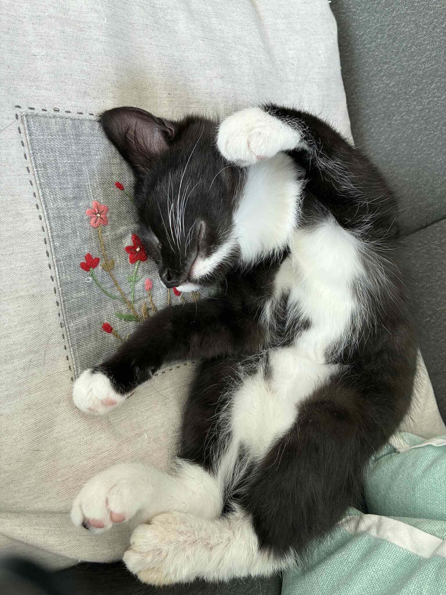 Nabi, an adoptable Domestic Short Hair in Steinbach, MB, R5G 2B2 | Photo Image 4