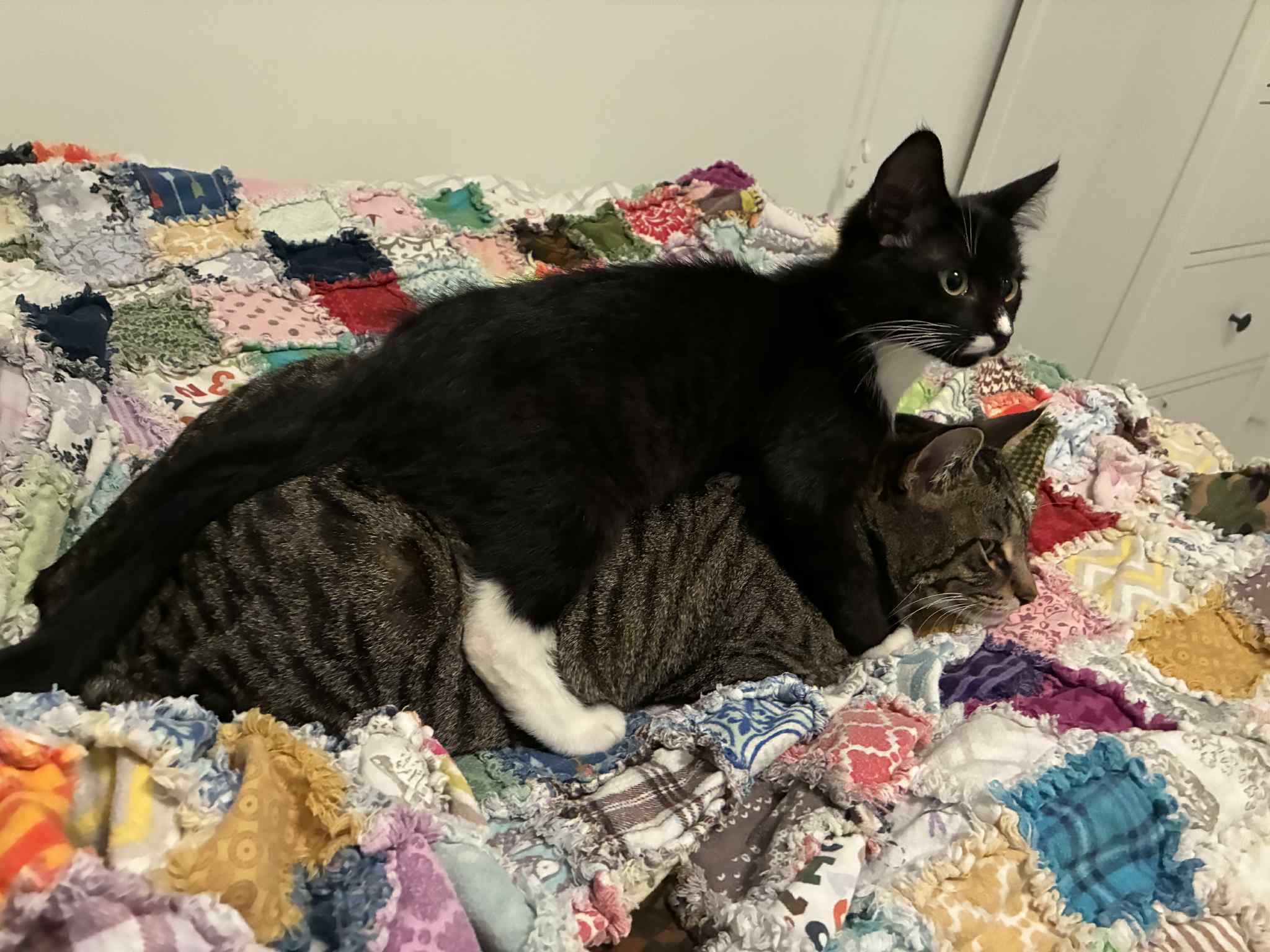 Nabi, an adoptable Domestic Short Hair in Steinbach, MB, R5G 2B2 | Photo Image 5