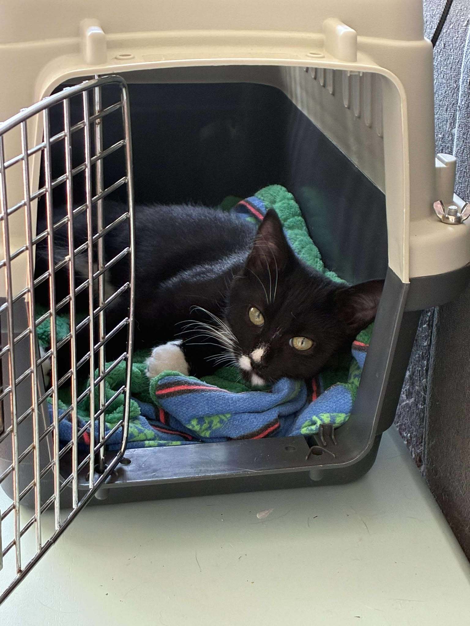 Nabi, an adoptable Domestic Short Hair in Steinbach, MB, R5G 2B2 | Photo Image 6