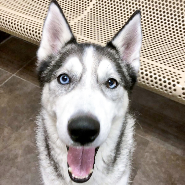 Loki