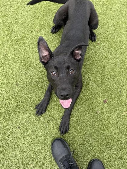 Onyx, an adoptable Mixed Breed in Hutchinson, KS, 67504 | Photo Image 1