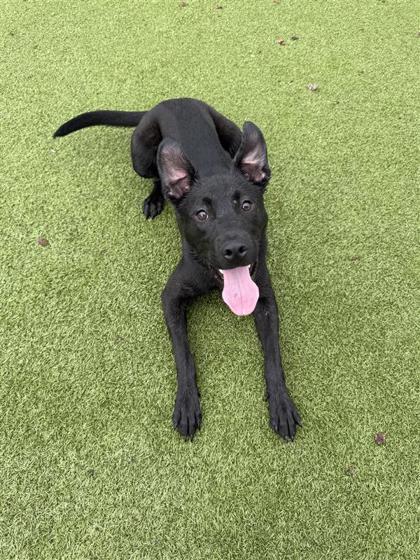 Onyx, an adoptable Mixed Breed in Hutchinson, KS, 67504 | Photo Image 2