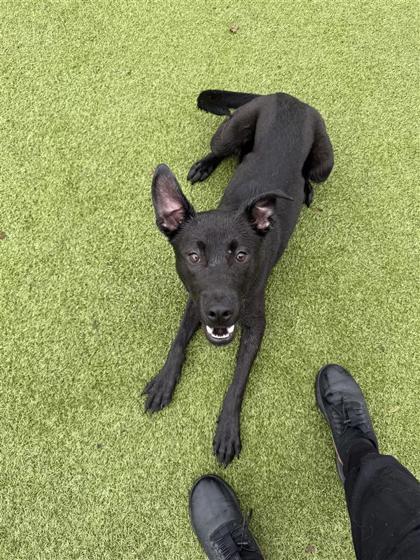 Onyx, an adoptable Mixed Breed in Hutchinson, KS, 67504 | Photo Image 3