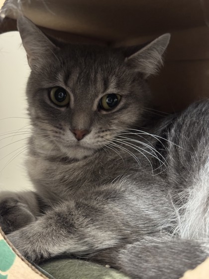 Minny, an adoptable Domestic Short Hair in Harbor Springs, MI, 49740 | Photo Image 1