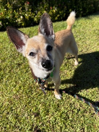 Hiilawe, an adoptable Chihuahua, Mixed Breed in Honolulu, HI, 96826 | Photo Image 1