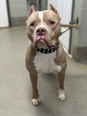 Milo