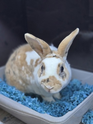 Cheddar