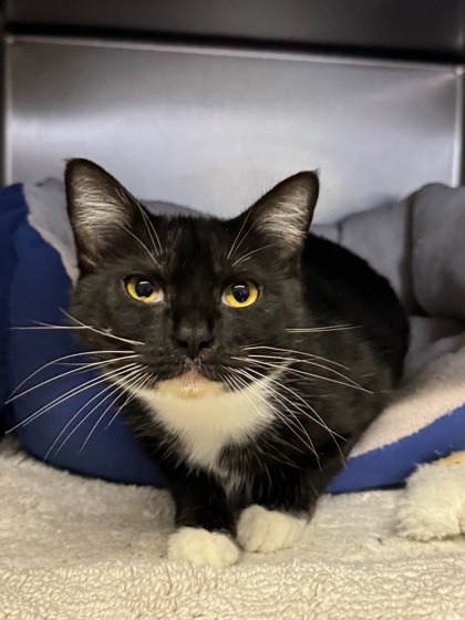 Lasagna, an adoptable Domestic Short Hair in Moses Lake, WA, 98837 | Photo Image 1