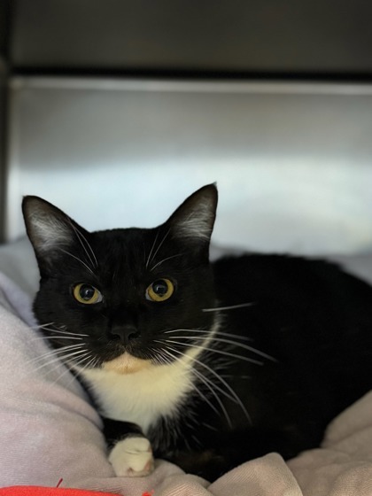 Lasagna, an adoptable Domestic Short Hair in Moses Lake, WA, 98837 | Photo Image 2