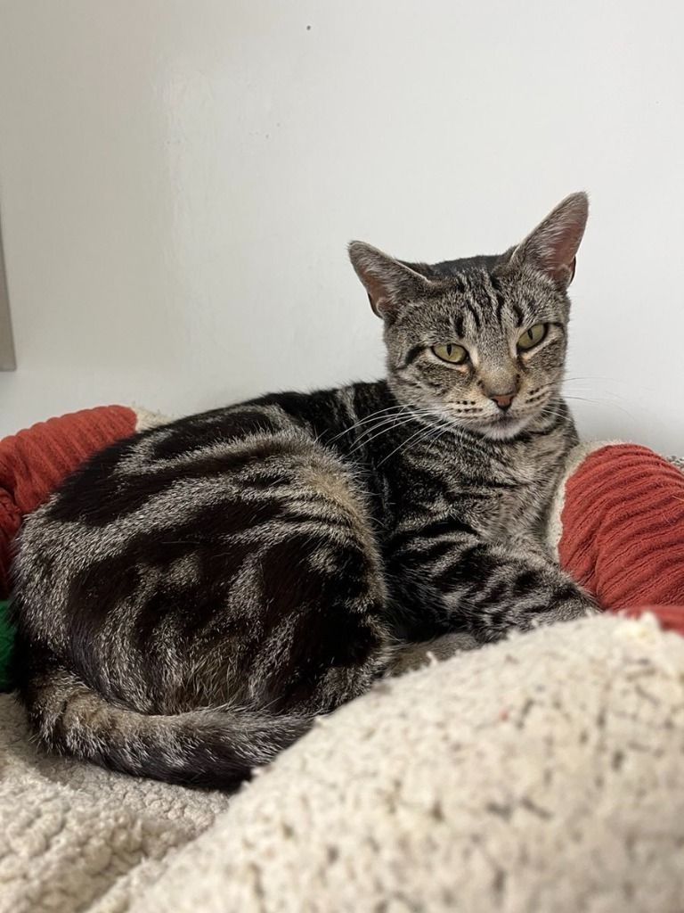Mei, an adoptable Domestic Short Hair in Brookings, OR, 97415 | Photo Image 1