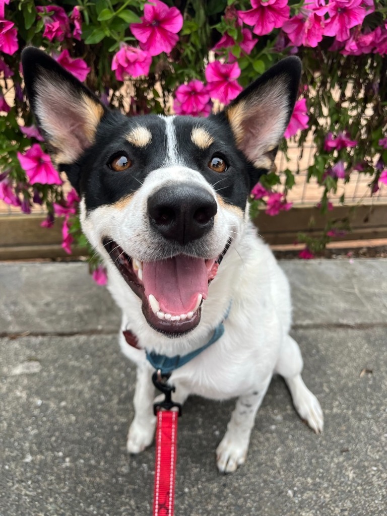Shilo, an adoptable Cattle Dog in Brookings, OR, 97415 | Photo Image 1