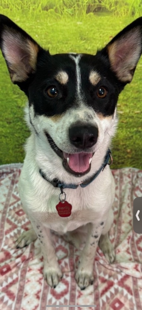 Shilo, an adoptable Cattle Dog in Brookings, OR, 97415 | Photo Image 2