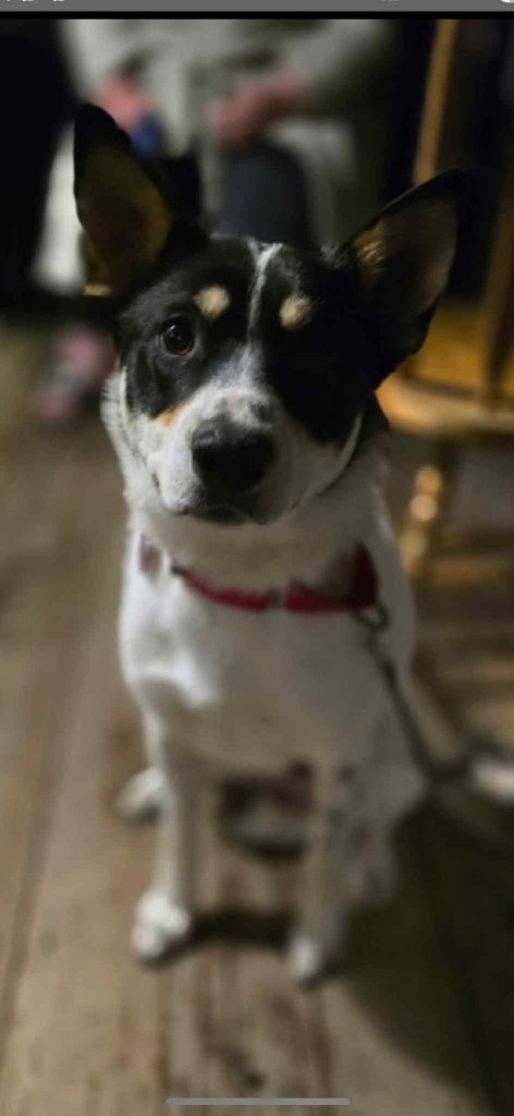 Shilo