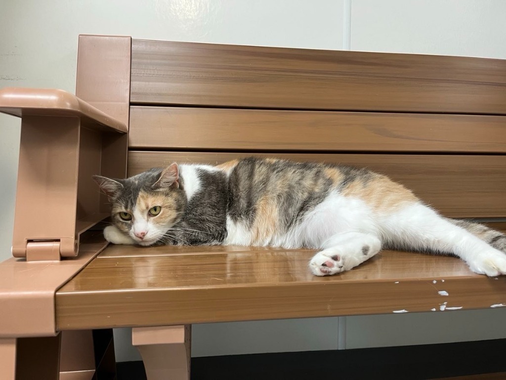 Mia, an adoptable Domestic Short Hair in Brookings, OR, 97415 | Photo Image 1