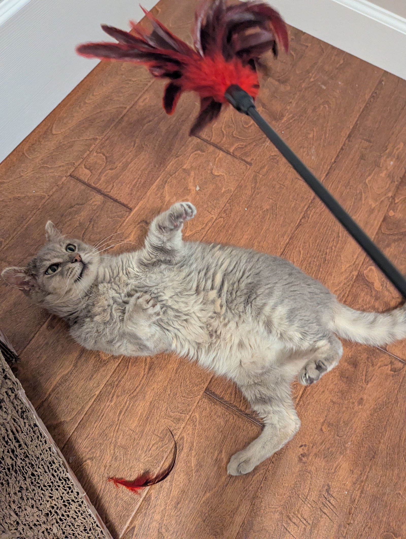 Gandalf