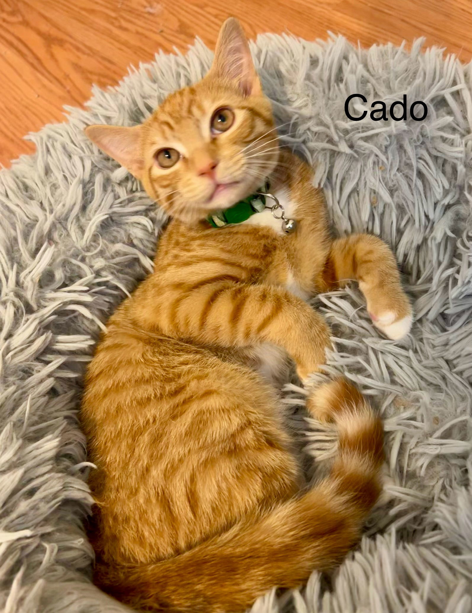 Cado