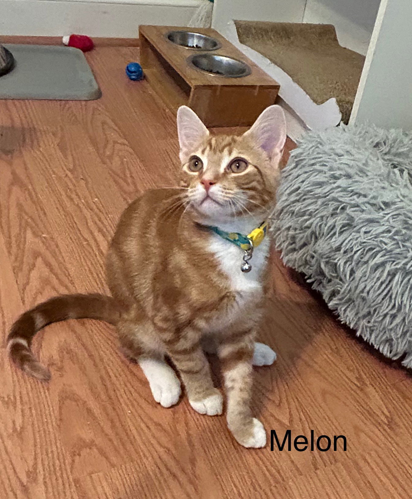 Melon