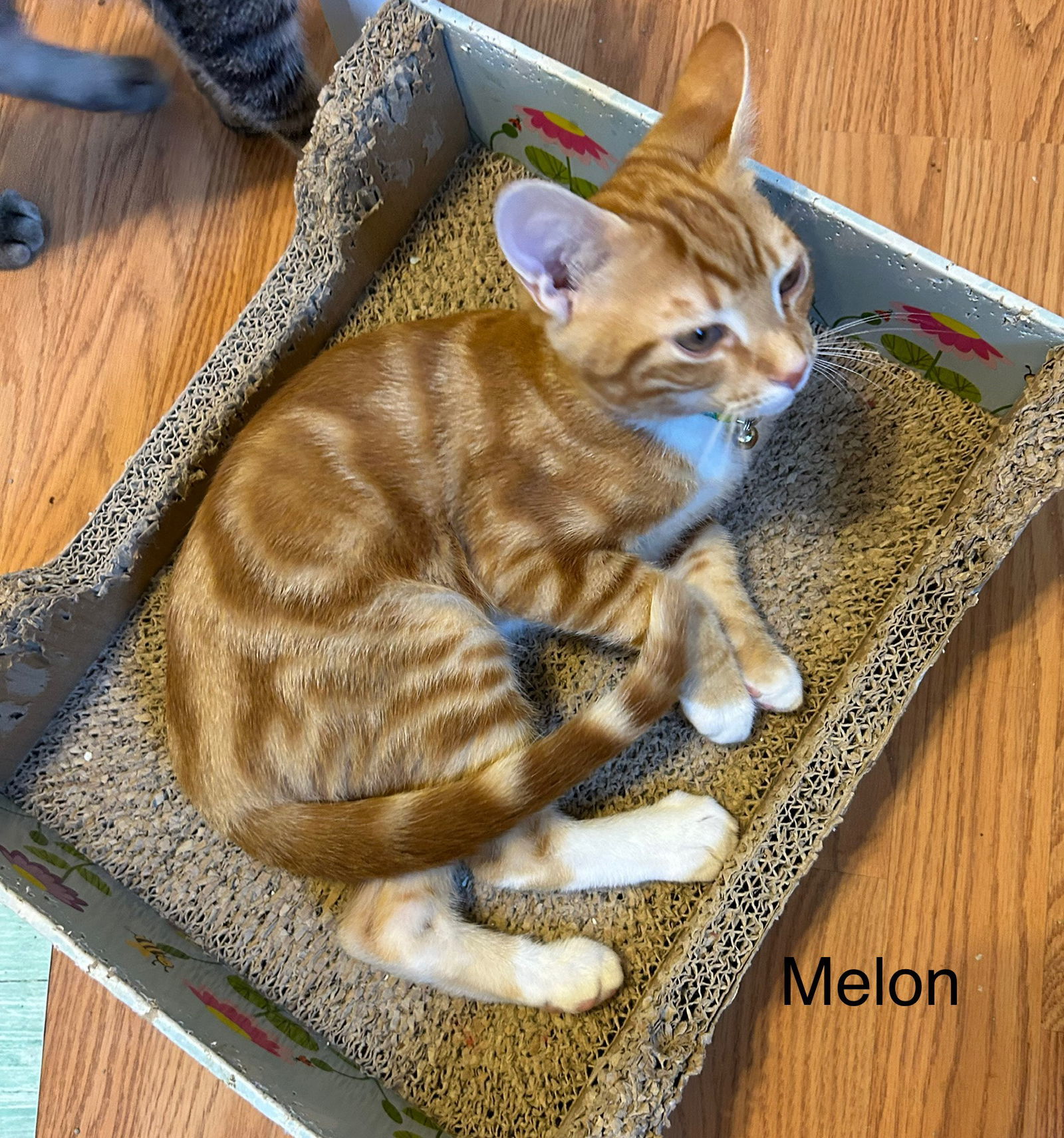 Melon