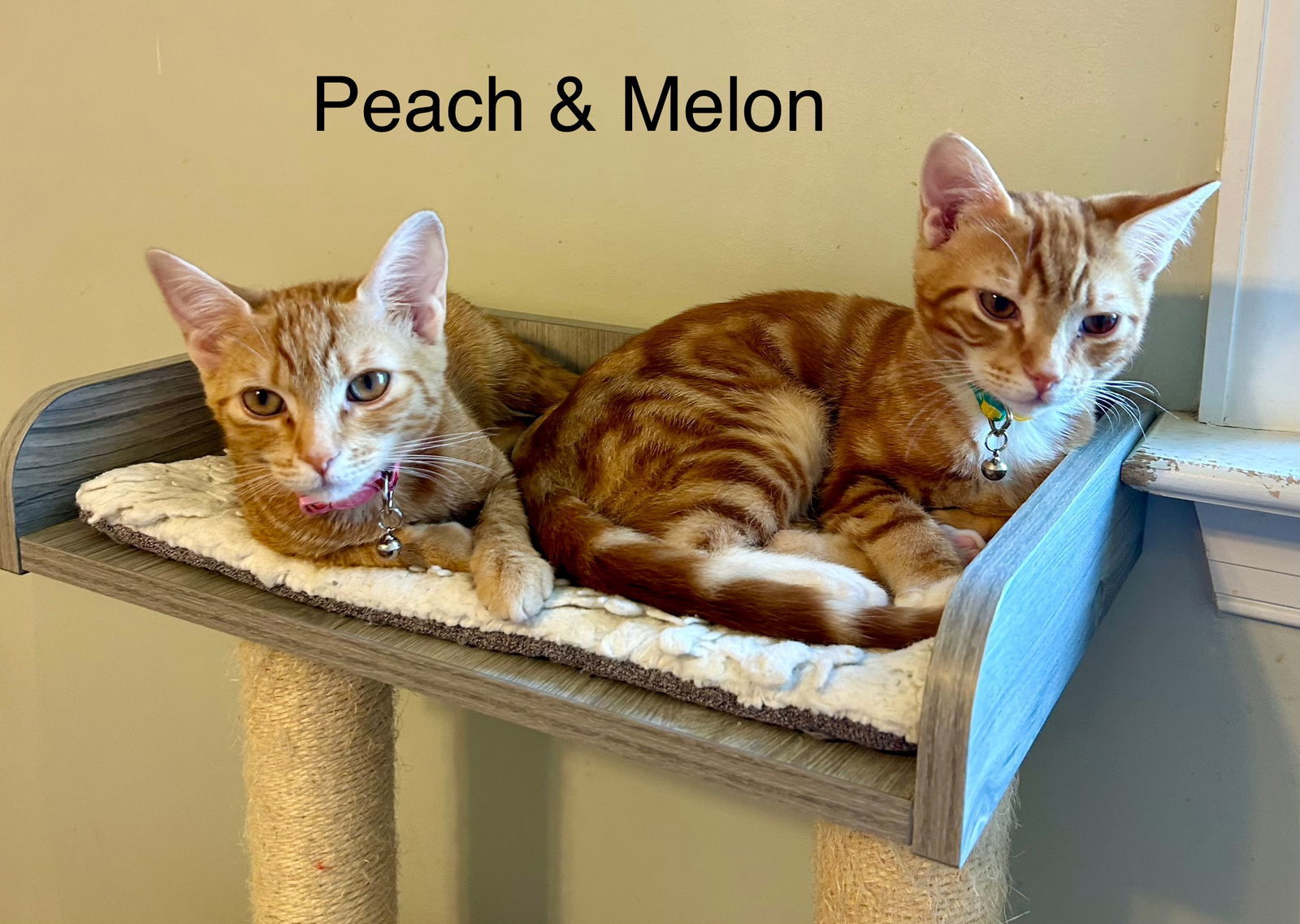 Melon