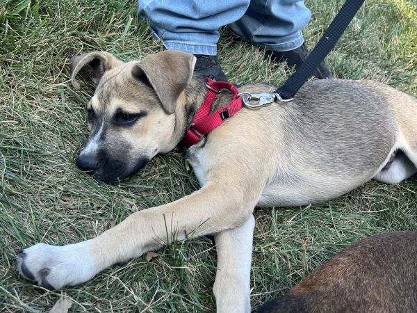 Apollo  Bg thumbnail 2