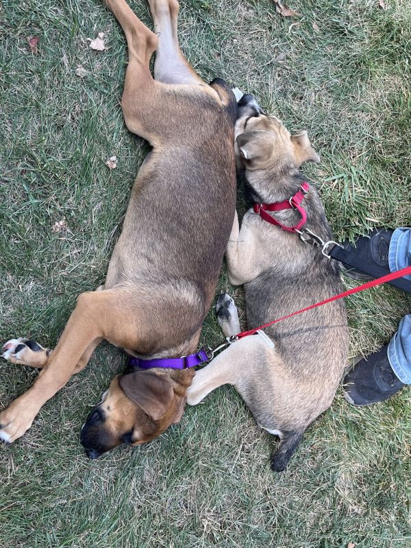 Apollo  Bg thumbnail 3