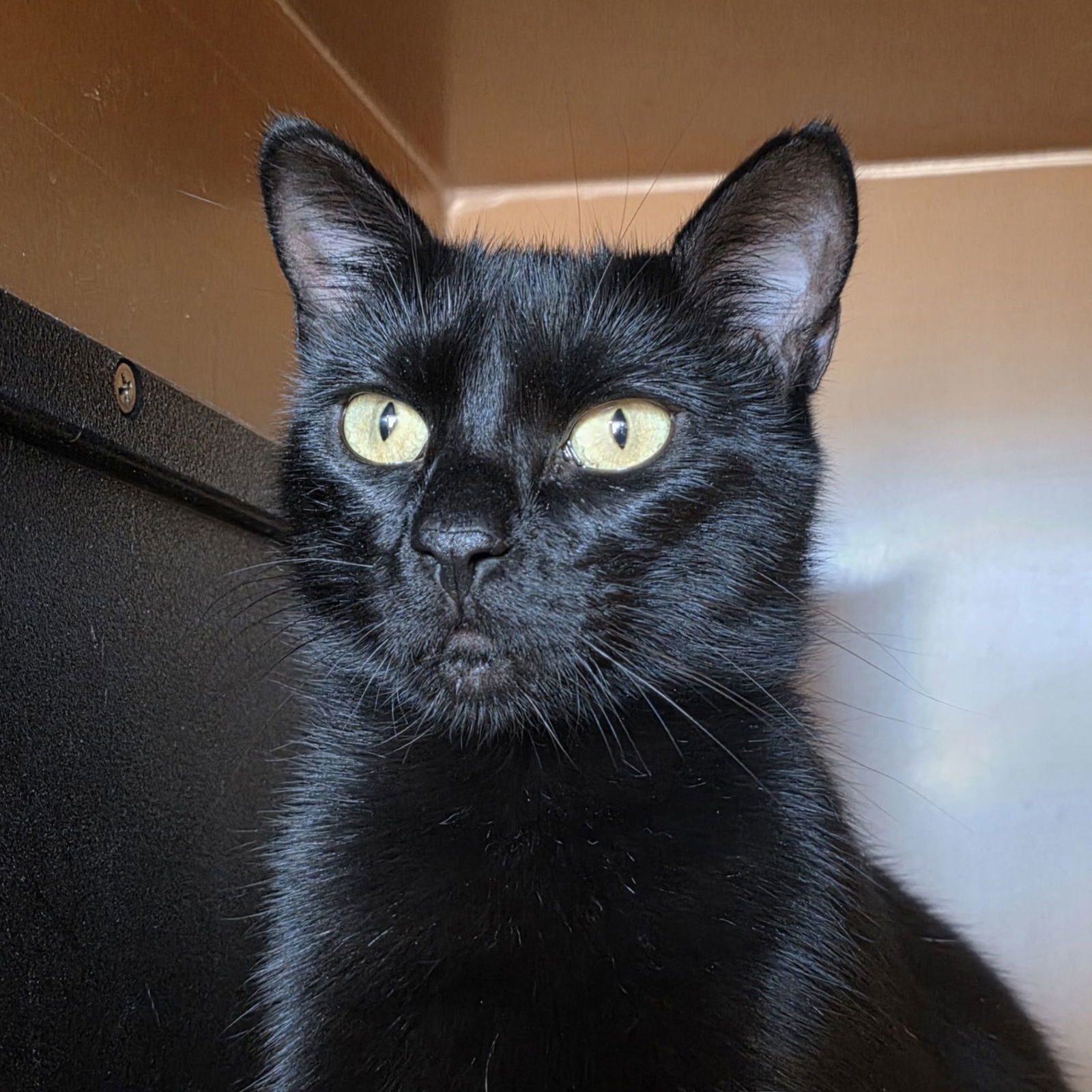 Yarrow - AC Kitty!, an adoptable Domestic Short Hair in Laramie, WY, 82073 | Photo Image 1