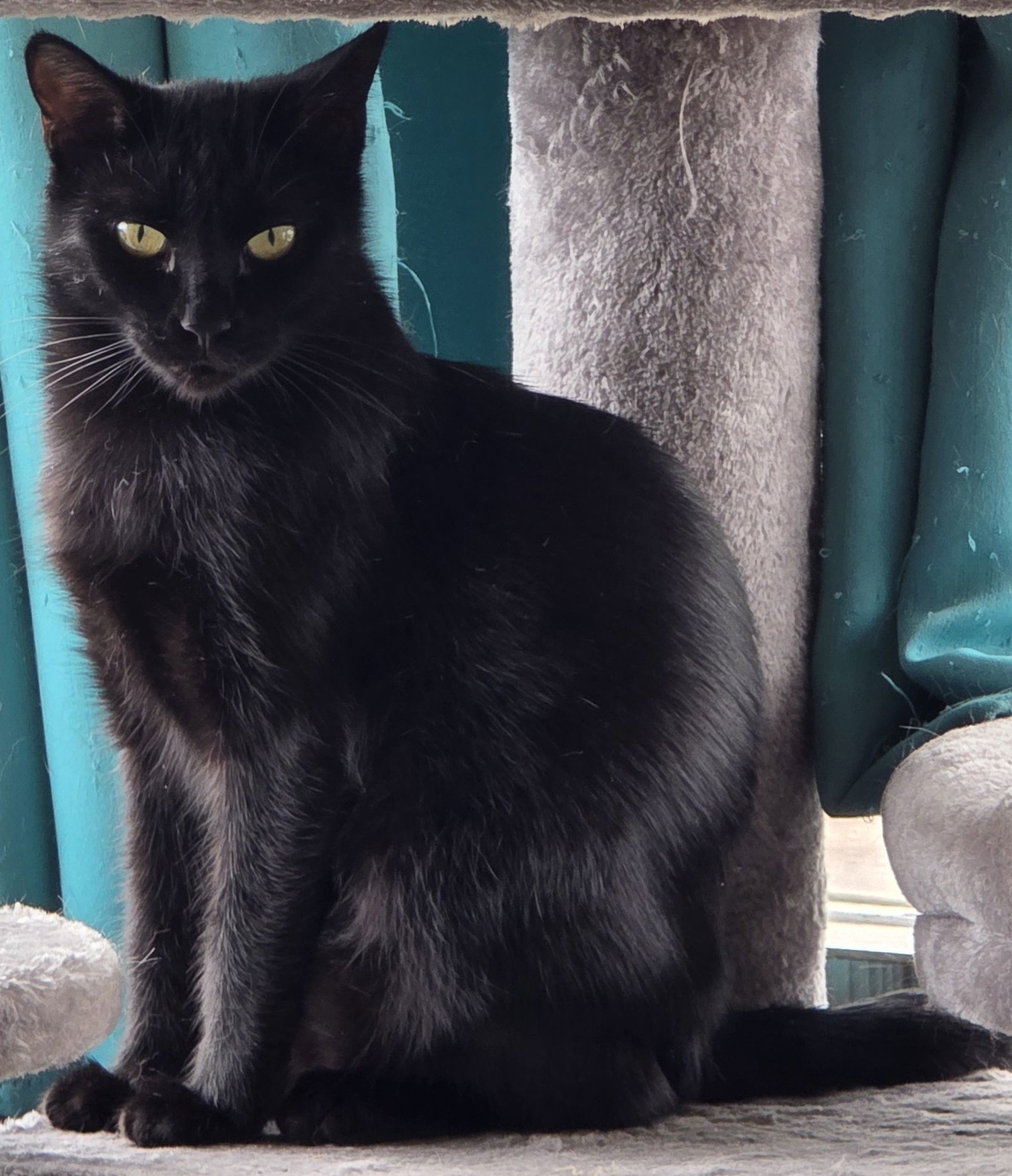 Yarrow - AC Kitty!, an adoptable Domestic Short Hair in Laramie, WY, 82073 | Photo Image 2