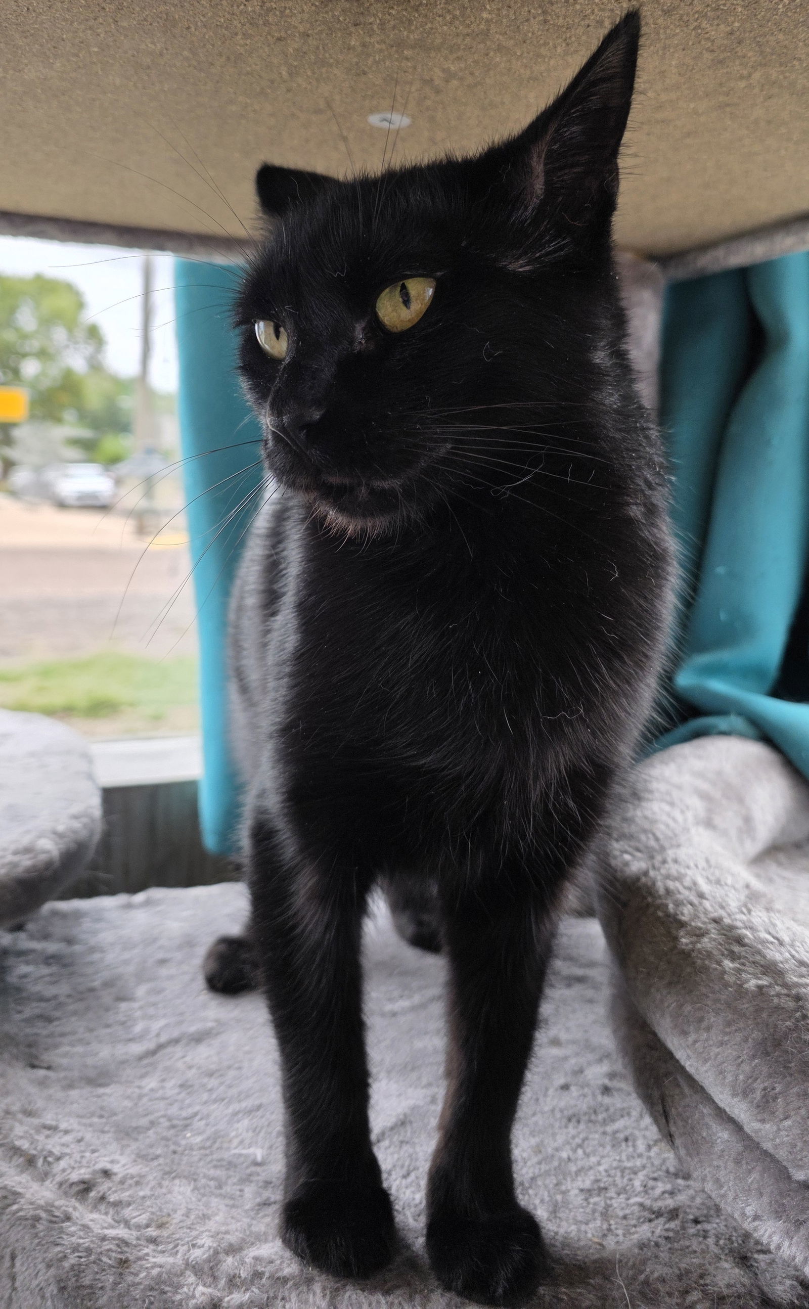 Yarrow - AC Kitty!, an adoptable Domestic Short Hair in Laramie, WY, 82073 | Photo Image 3