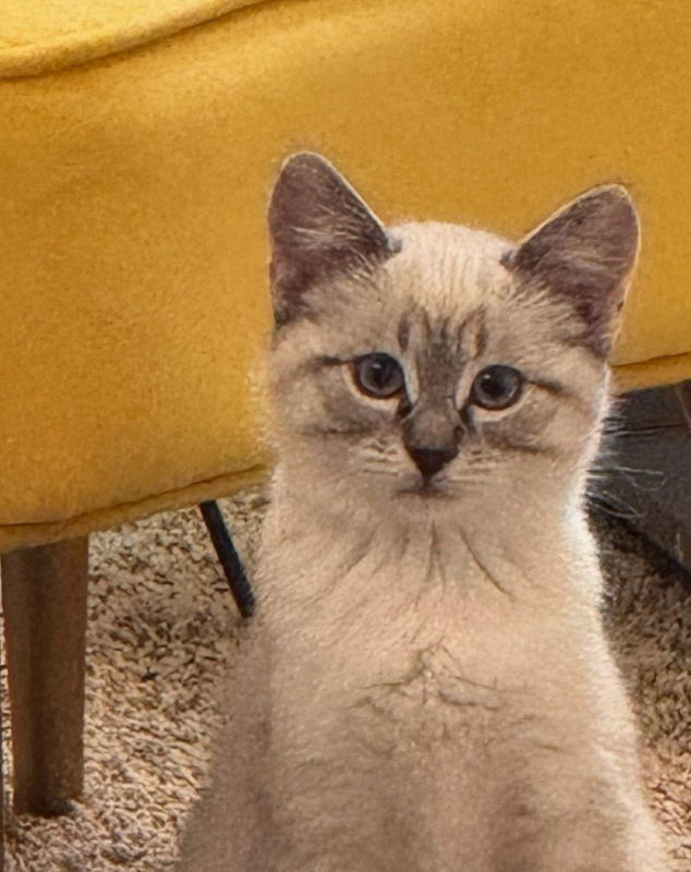 Gigi, an adoptable Domestic Short Hair in Laramie, WY, 82073 | Photo Image 1