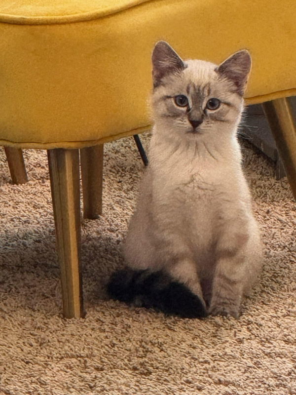 Gigi, an adoptable Domestic Short Hair in Laramie, WY, 82073 | Photo Image 2