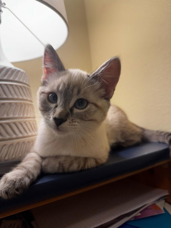 Gigi, an adoptable Domestic Short Hair in Laramie, WY, 82073 | Photo Image 3