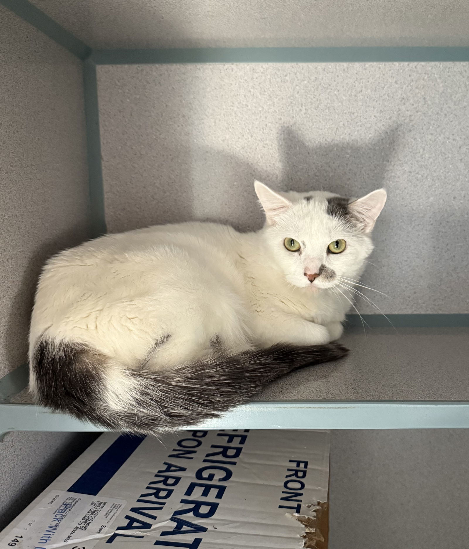 Andromeda- Barn Cat, an adoptable Domestic Short Hair in Fort Collins, CO, 80524 | Photo Image 1