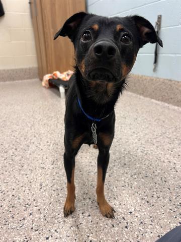 Brutus