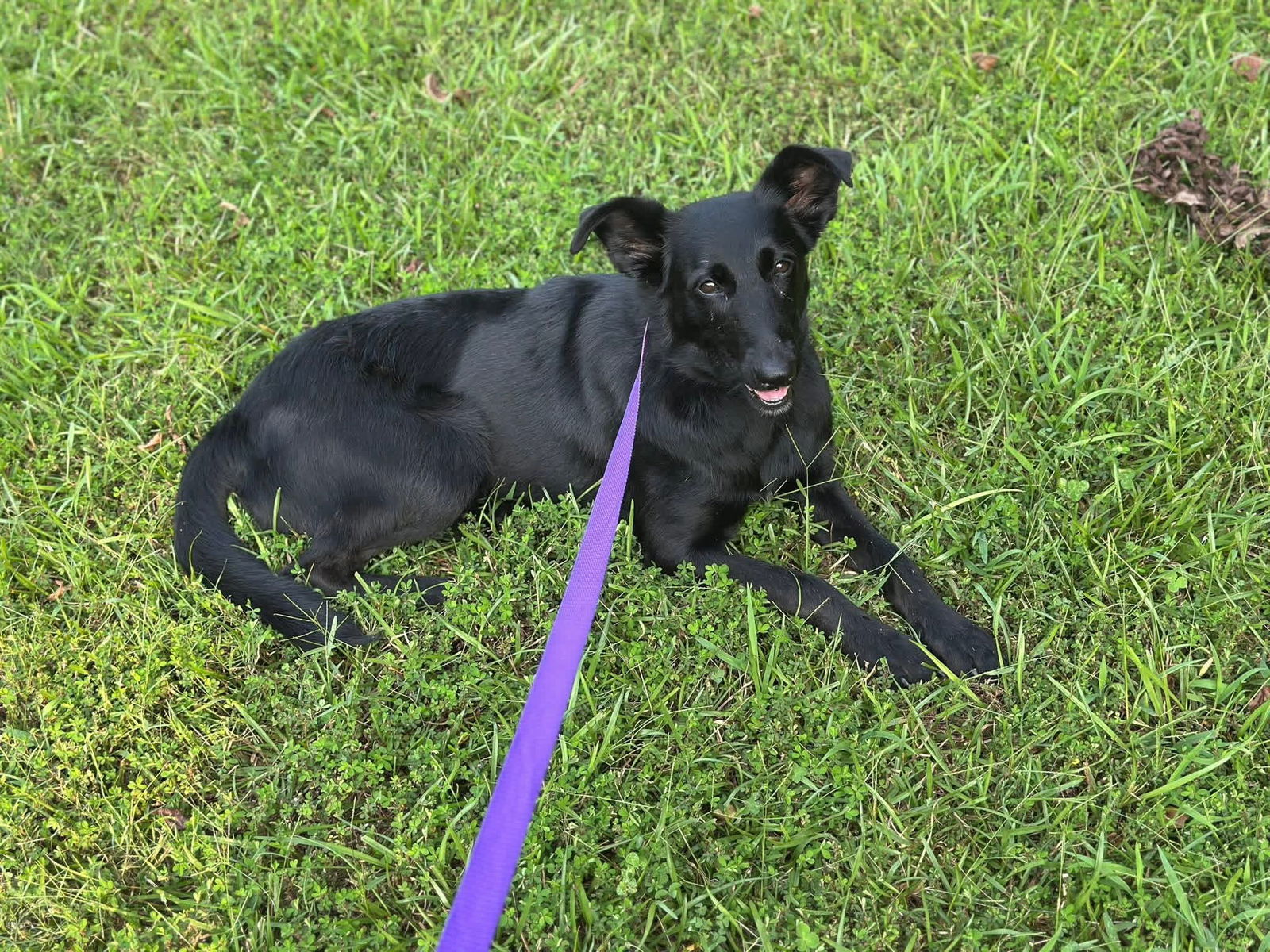 Dobby