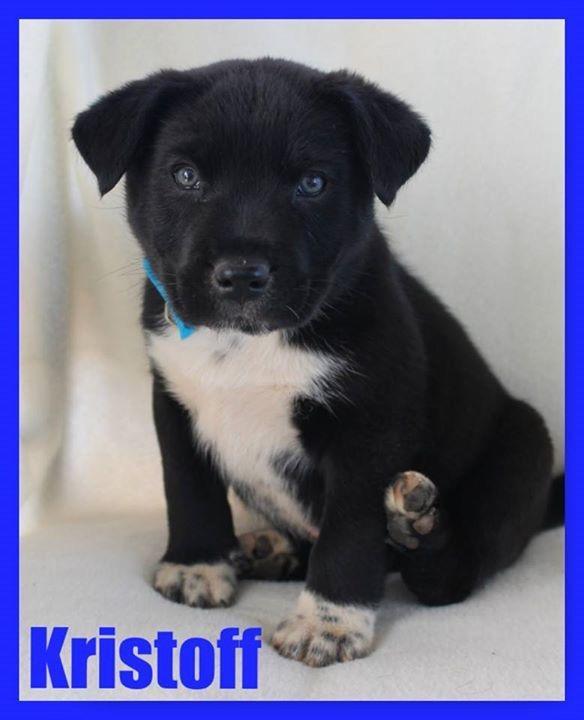 Kristoff
