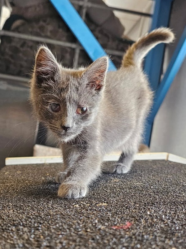 Mama Odie, an adoptable Domestic Short Hair in Heber City, UT, 84032 | Photo Image 1