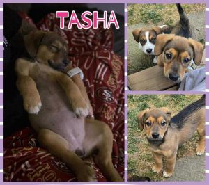 Tasha