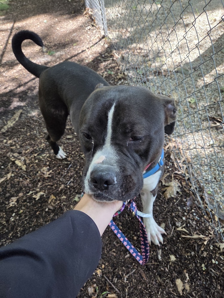 Taco (Adoption Fee SPONSORED!)