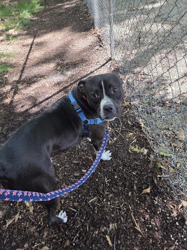 Taco (Adoption Fee SPONSORED!)