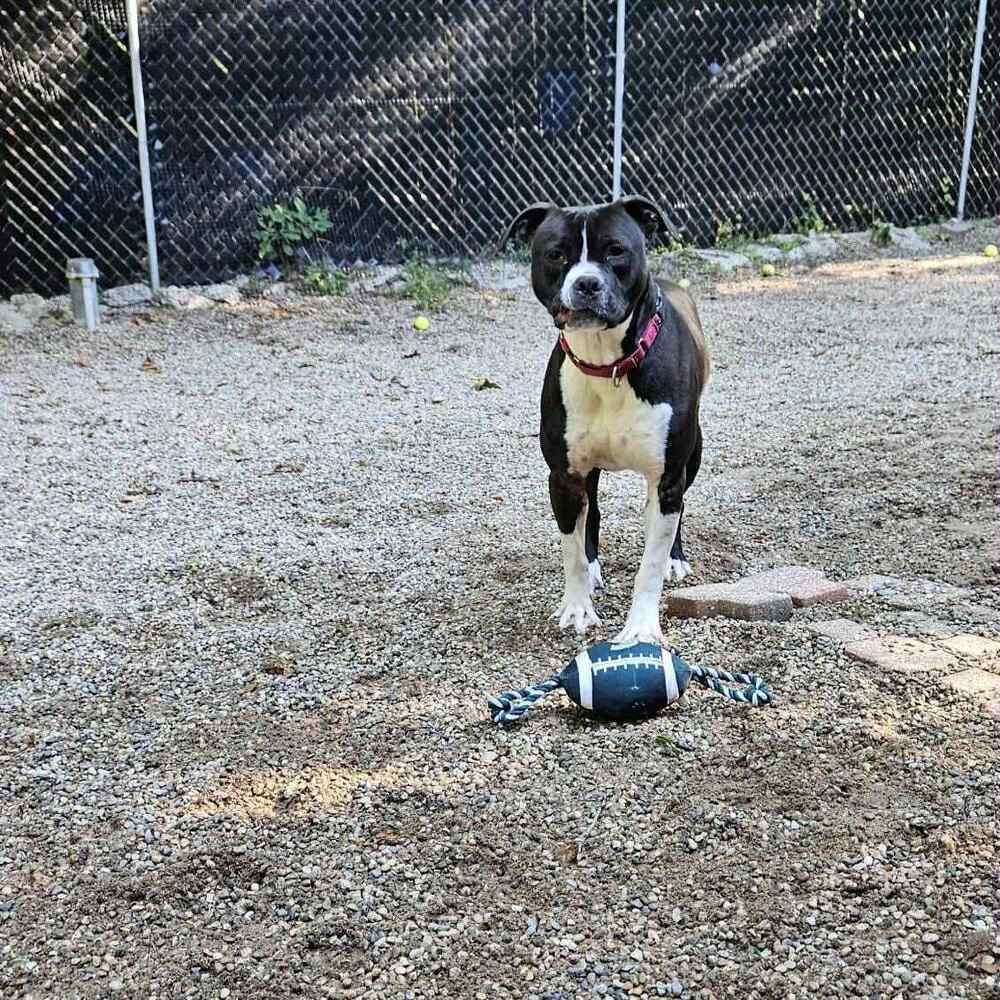 Taco (Adoption Fee SPONSORED!)