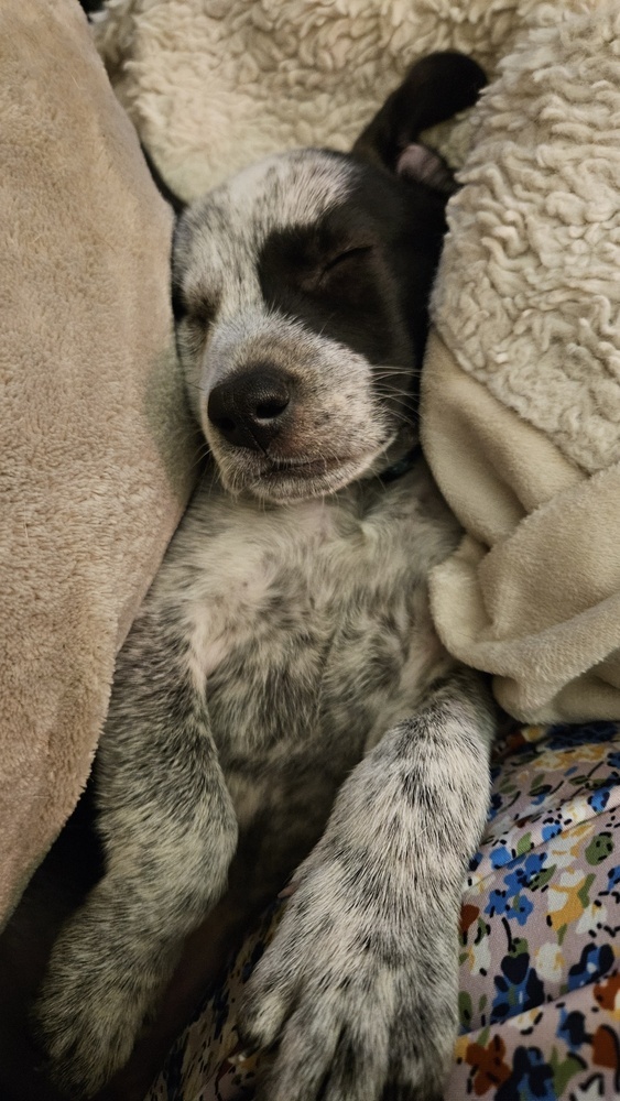 Raggedy Andy photo 1