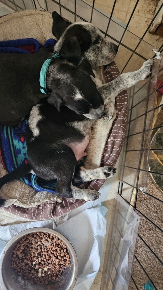 Raggedy Andy thumbnail 3