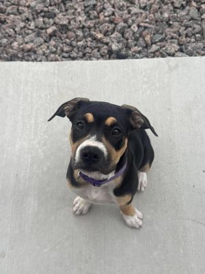 Greta (Freya)