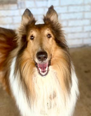 Toby