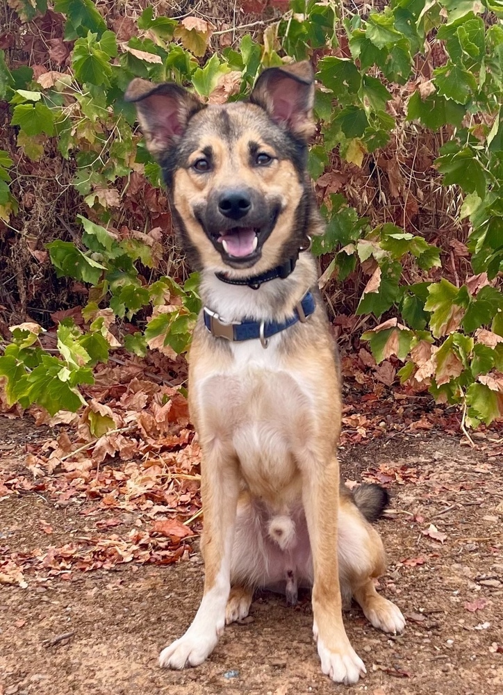 Taz