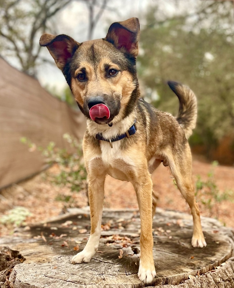 Taz