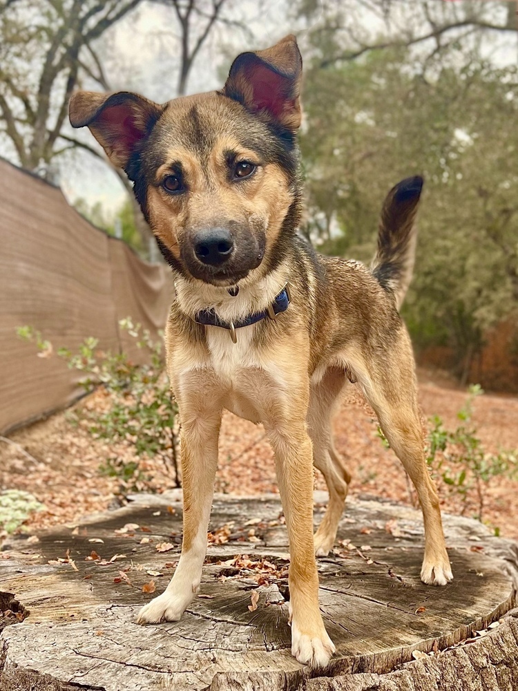 Taz
